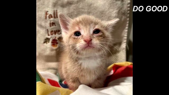 Слабый котёнок с корками на мордочке одиноко бродил на улице