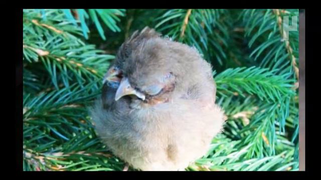 ПТИЦЫ МУТАНТЫ ЛЕТАЮТ ПО ВСЕМУ МИРУ смотреть онлайн