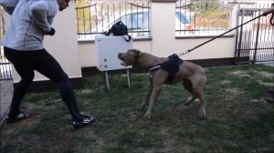 ВСЁ О ПОРОДЕ АМЕРИКАНСКИЙ БАНДОГ