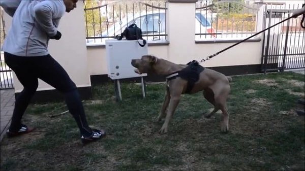 ВСЁ О ПОРОДЕ АМЕРИКАНСКИЙ БАНДОГ