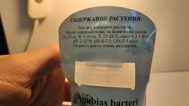 Живое аквариумное растение Анубиас Бартери Петит меристемное смотреть онлайн