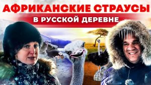 Выращивать проще коров. Страусиная ферма. Разведение страусов. Андрей Даниленко