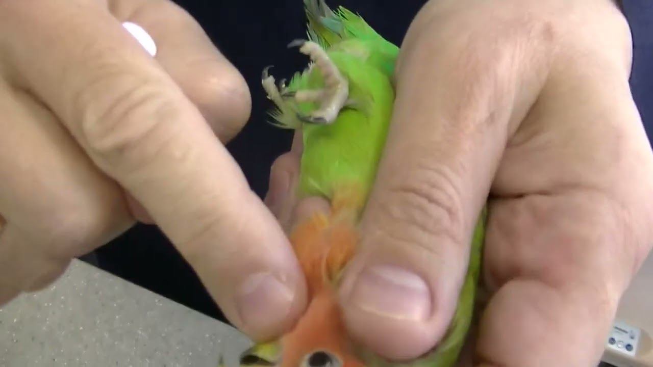 Школа ветврача орнитолога . Как правильно давать лекарственные препараты в клюв попугаю. 27.03.2024 смотреть онлайн