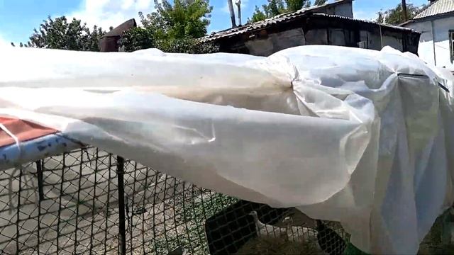 #индюки#кохенхин#бульдоги#Frenchbully#хозяйство Мои куры Индюки Французские бульдоги смотреть онлайн