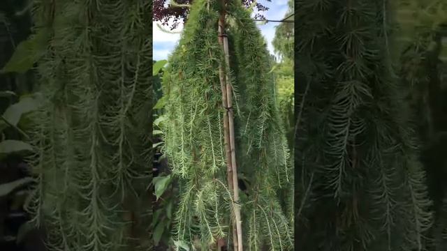 Лиственница на штамбе японская тонкочешуйчатая Stiff Weeper (Стифф Випер) (Larix kaempferi) смотреть онлайн