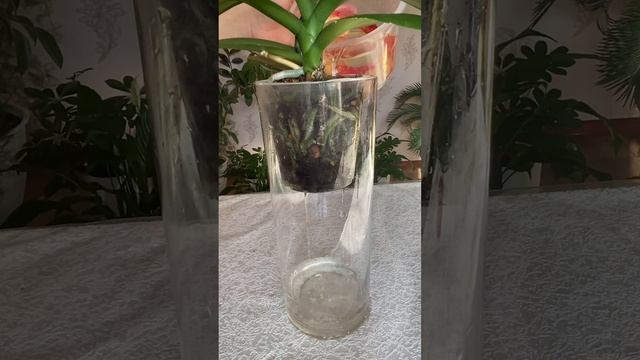 Это удобрение в 1000 раз лучше химикатов #indoorplants #plant #plantsvszombies смотреть онлайн