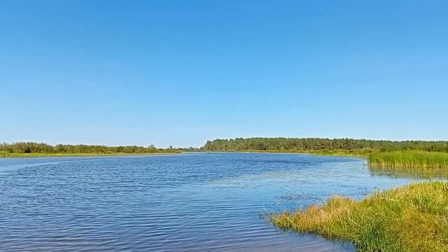 Сибирячка с Парсун 9,9