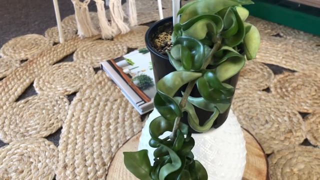 Plant Lady Series||Hoya Compacta(hindu rope)#shorts #shortvideo #shortfilm Growing our Jungle 3/100 смотреть онлайн