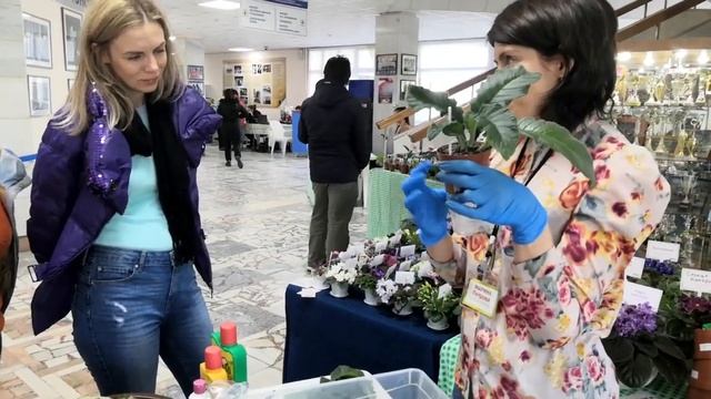 Омоложение куста стрептокарпуса Коллекционер Марина Петрова 28 09 2019 смотреть онлайн