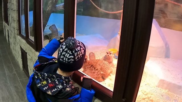 Голодные псы Лазаревского, плаваем с дельфинами и Новоафонская пещера смотреть онлайн