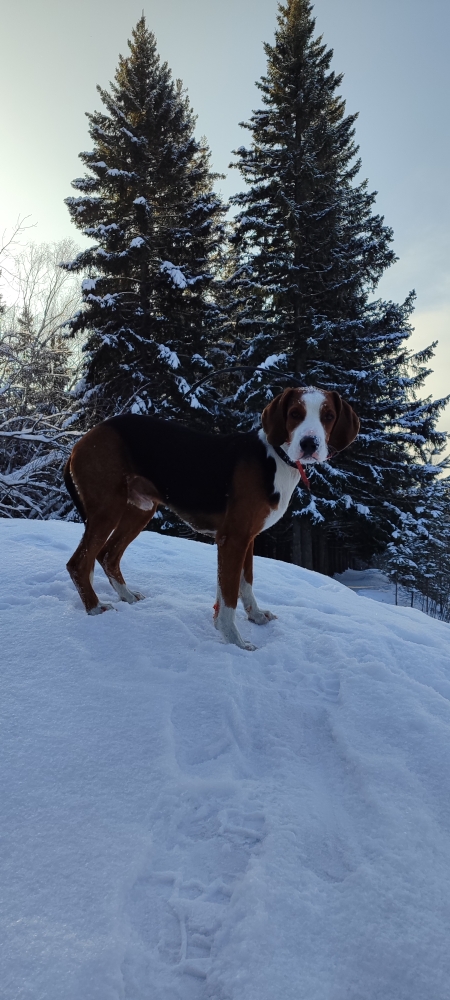 ЗОНА НАГОНКИ ГОНЯЛИ ЗАЙЦА 3,5 ЧАСА ЗАЯЦ ВЫШЕЛ НА НОМЕР смотреть онлайн