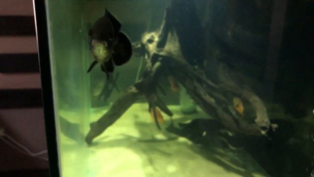 Строительство аквариума на 1000 литров и Сампа смотреть онлайн