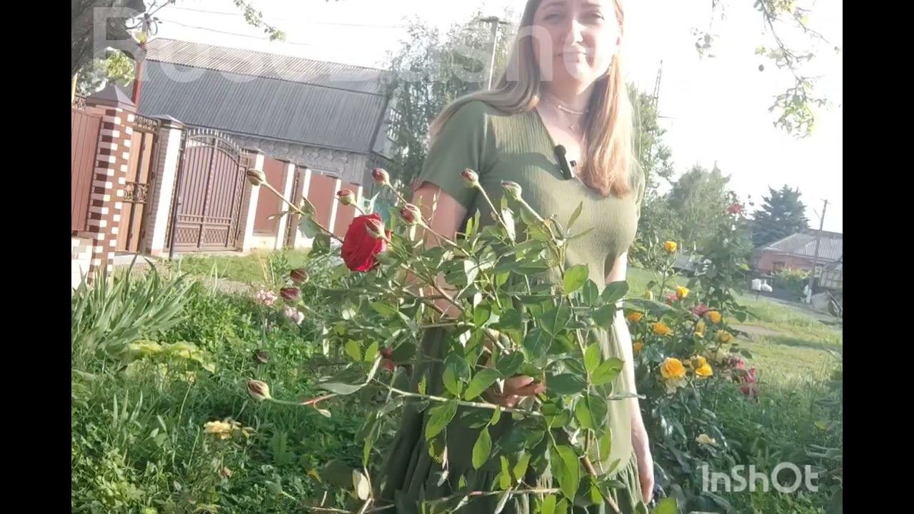 обзор розария RoseBushes.ru смотреть онлайн