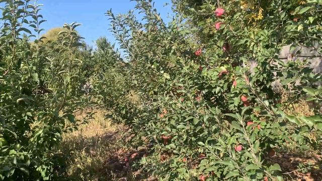 Урожай яблок сорта Флорина в нашем питомнике!