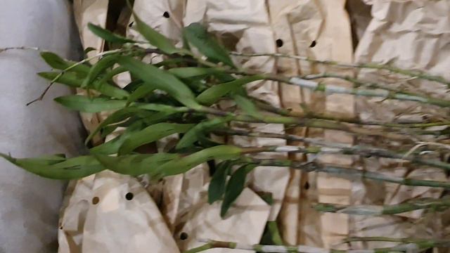 Орхидеи в наличии, получение подростков с Азии! Огромный выбор на сайте zelenaxata.com.ua смотреть онлайн