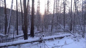 Собака потерялась. По следу соболя. 8 серия.