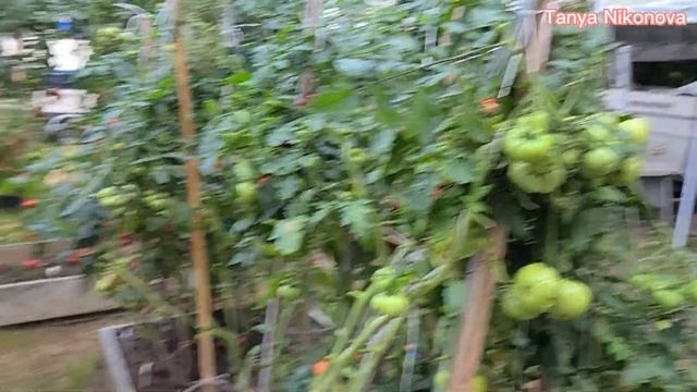 Обзор ТОМАТОВ в открытом грунте на 3-4 грядке. смотреть онлайн