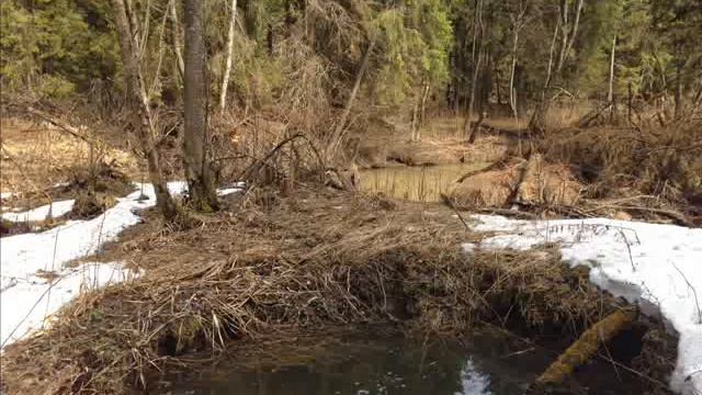 silence on dacha смотреть онлайн