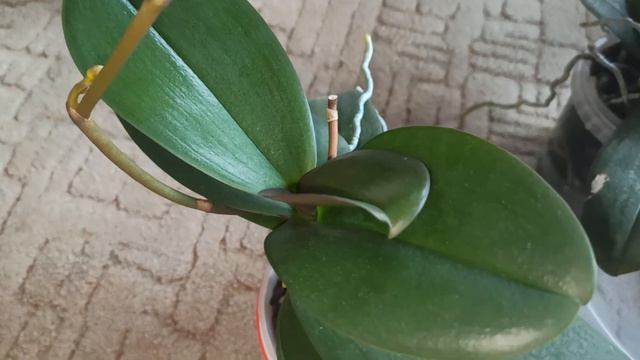 Как добиться пышного цветения у орхидей. Цветоносы прут у фаленопсисов. смотреть онлайн