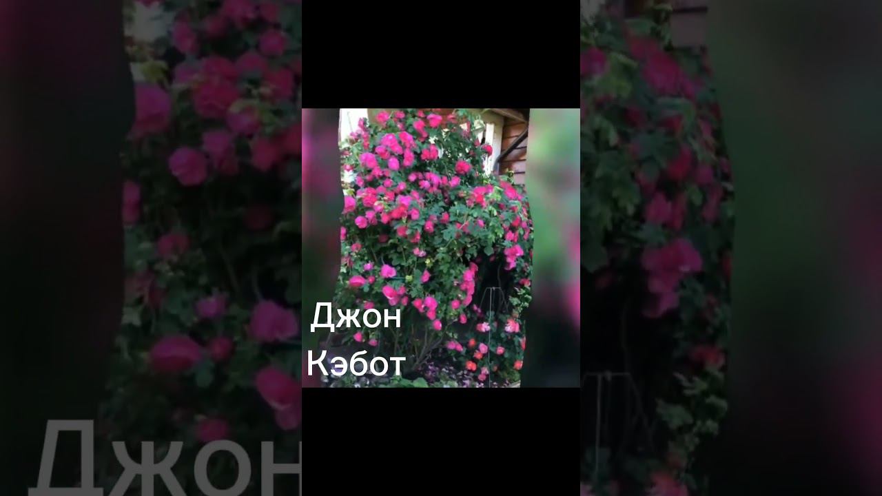 Сорта роз на видео доступны к заказу на осень с июля на сайте rosebushes.ru #garden #цветы #сад смотреть онлайн