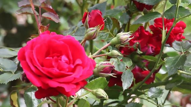 2. Мои розы, июль 2020 г, Санкт-Петербург. смотреть онлайн