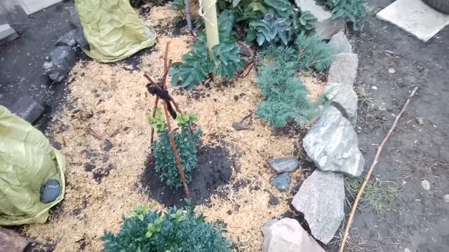 УКРЫВАЕМ ЗИМНИКИ ТУЯ САМШИТ НА ЗИМУ САМЫЙ ДЕШЕВЫЙ СПОСОБ DIY СВОИМИ РУКАМИ смотреть онлайн