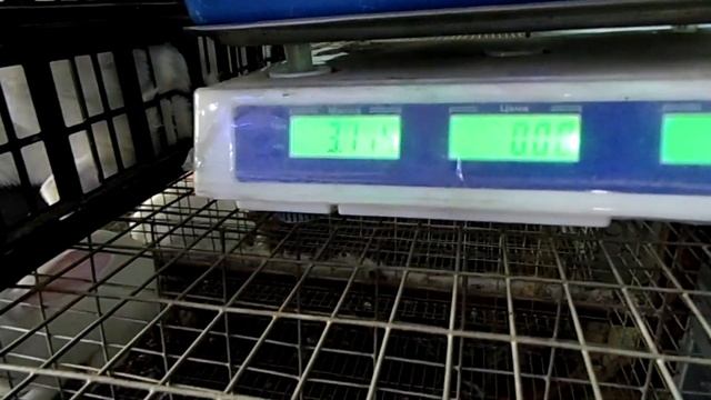 ХИКОЛЬ 90 ДНЕЙ. смотреть онлайн