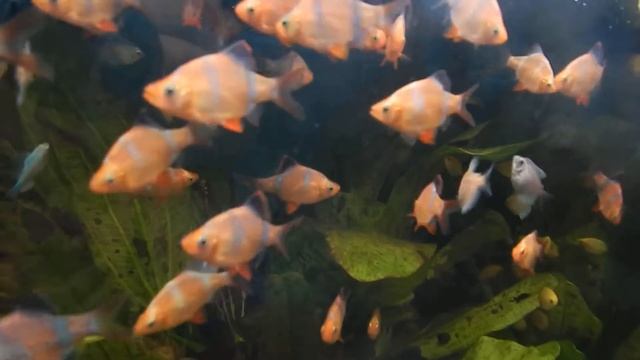 Барбус Red Tiger BarbCapoeta tetrazona смотреть онлайн
