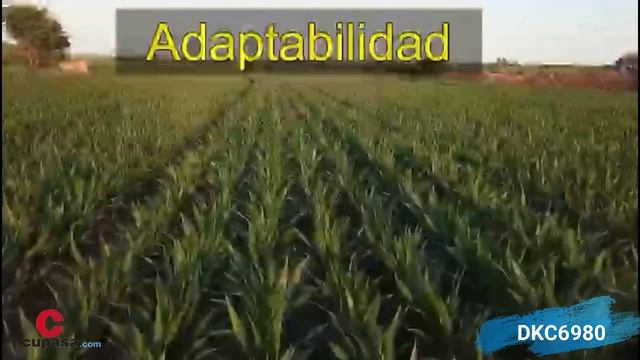 DKC6980. VARIEDAD DEKALB CICLO LARGO смотреть онлайн