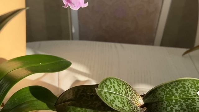 Орхидеи зимой в посылках) И триферн.. и кора ... и живой мох) смотреть онлайн