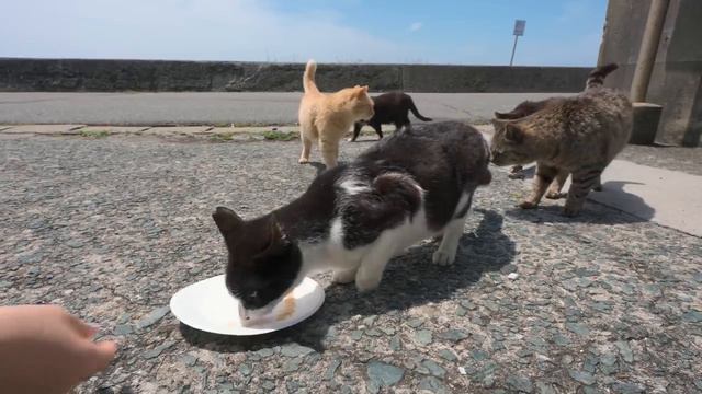 День на кошачьем острове в Японии с 200 кошками и дикими животными | Остров Айносима смотреть онлайн