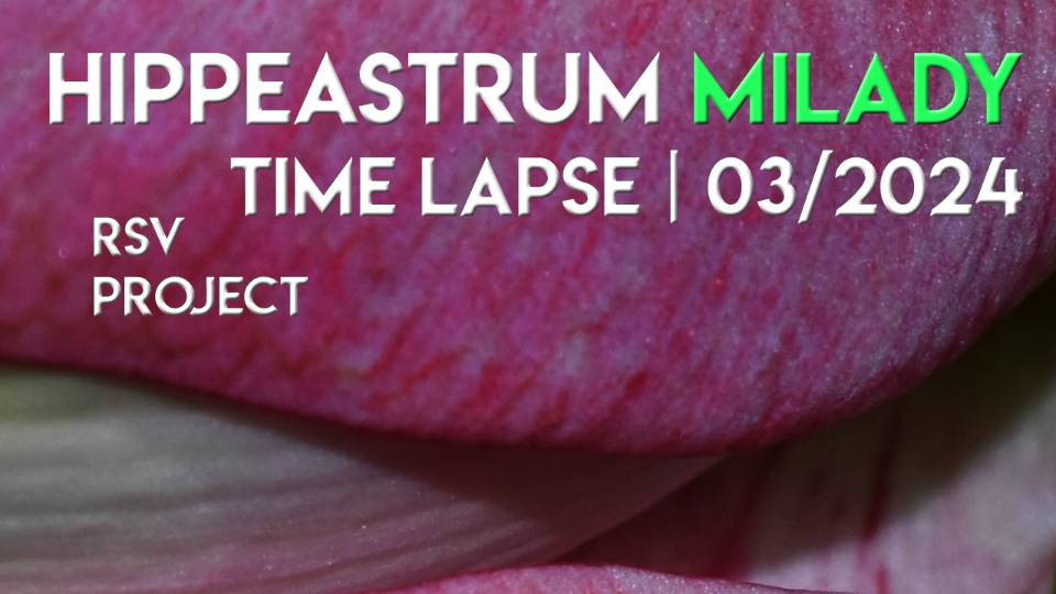 Hippeastrum Milady Time Lapse | 03/2024