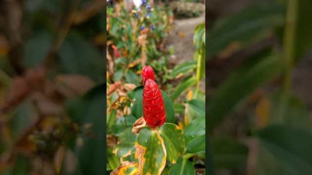 ИМБИРЬ ЗЕРУМБЕТ