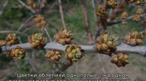 Как цветет облепиха