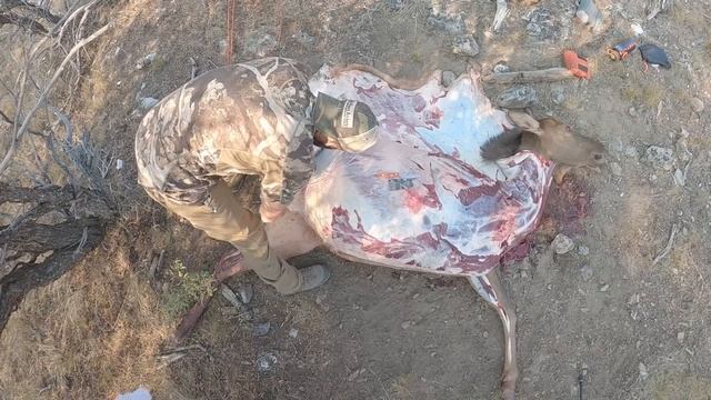 Gutless Method for ELK & DEER - Complete Guide смотреть онлайн