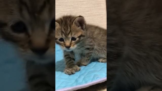 ?БОНБОН? котик пиксибоб #видео #домашняярысь #пиксибоб #игра смотреть онлайн