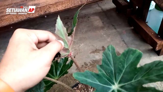 Mengenal Tanaman Hias Begonia Heracleifolia Atau Begonia Bob Marley - SAP Garden