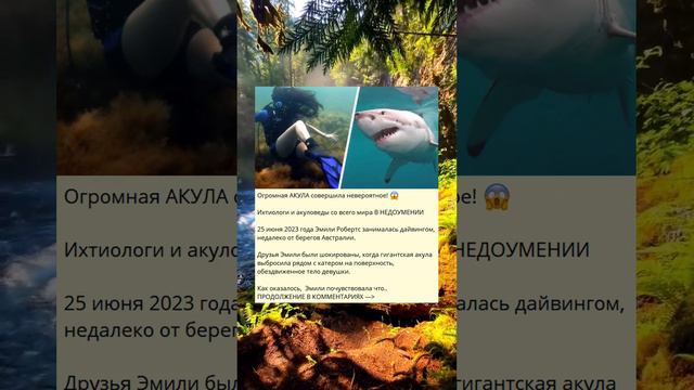 Необычные действия огромной акулы вызывают удивление! смотреть онлайн