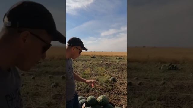 Арбуз Холодок ?? #agriculture #farming #farmlife #farm #nature #melancia #арбуз #farmer смотреть онлайн