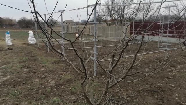 Обрезка яблони сливы груши. Продолжаю подготовку деревьев к весне. смотреть онлайн
