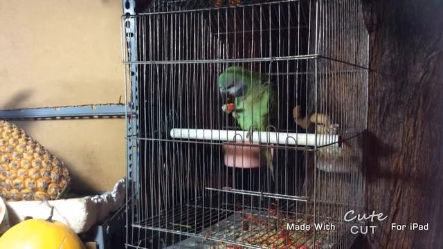 попугай ест перец чили смотреть онлайн