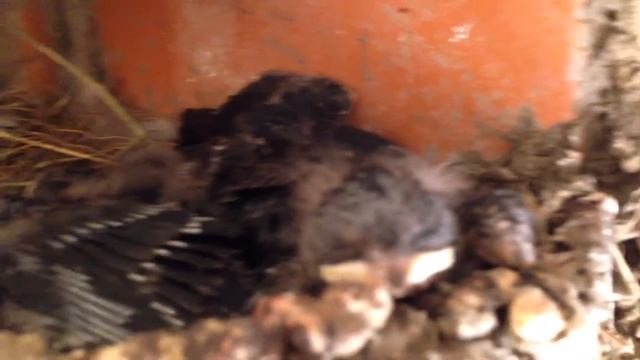 Ласточкина семейка / Swallow family смотреть онлайн