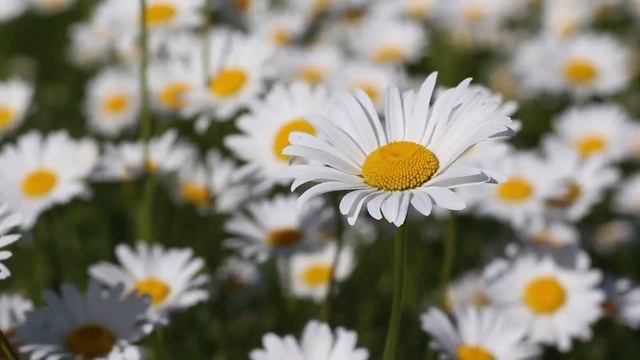 КРАСИВАЯ УСПОКАИВАЮЩАЯ МУЗЫКА! SUPER RELAX! БЕЗ РЕКЛАМЫ! смотреть онлайн