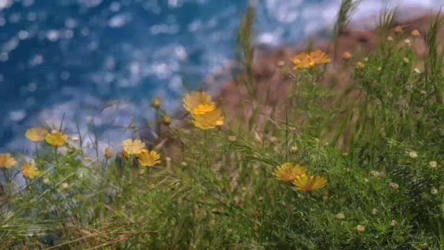 Нежная Музыка Для Души Успокаивает Нервную Систему Beautiful Relaxing Music смотреть онлайн