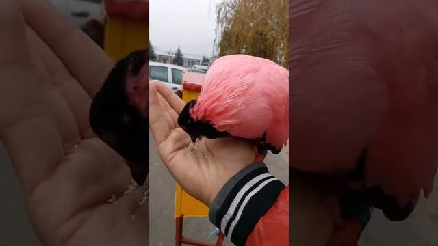 26 Октября 2019 Разноцветные голубь (Часть 3) смотреть онлайн