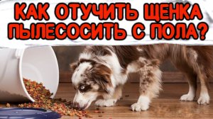 Как отучить щенка подбирать с пола ?