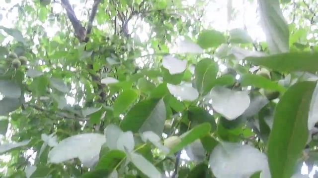 Как посадить грецкий орех, когда начинает плодить. Рассказываем о своем грецком орехе. смотреть онлайн