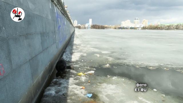Бобёр на Плотинке нарушил водную самоизоляцию. Real video смотреть онлайн