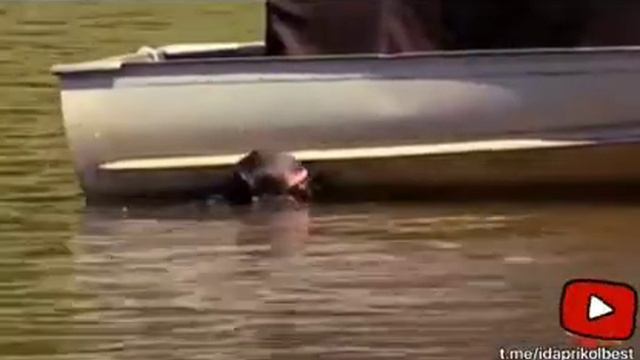 ПРАНК над рыбаками смотреть онлайн