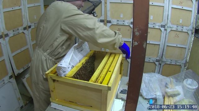 Замена матки напрямую в сильной семье. смотреть онлайн